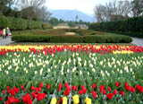 吉野公園は四季の花がいっぱい