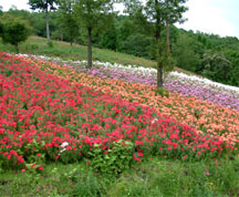 フラワーヒル菊池高原の斜面を埋める花（花の名前は不明）