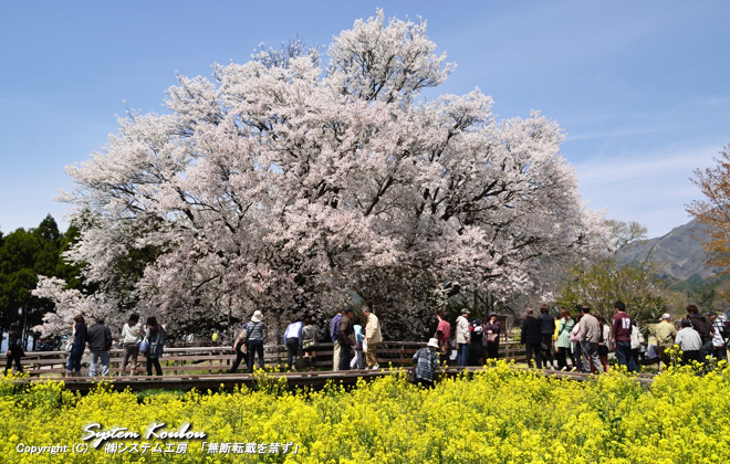 九州一の桜の銘木だけに多くの見学者が訪れる