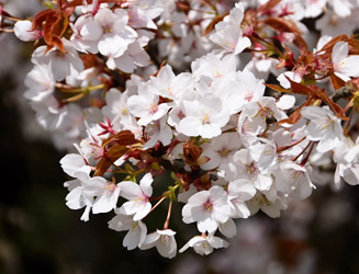 「一心行の大桜」の花