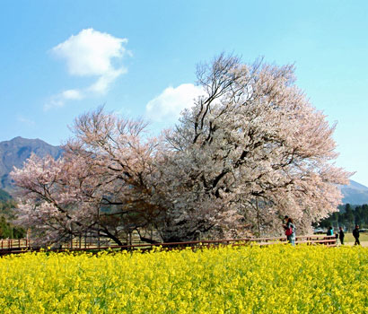 九州で一番人気の阿蘇白水村の「一心行の桜」