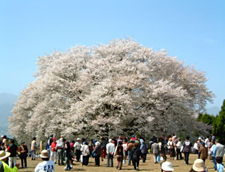2002年当時の一心行の大桜
