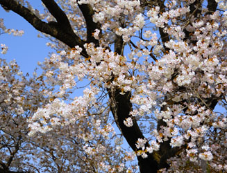 満開の一心行の大桜