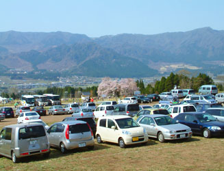 一心行の大桜の周辺は駐車場となる