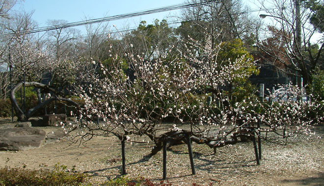 松井神社の境内にある樹齢３５０年の臥龍梅