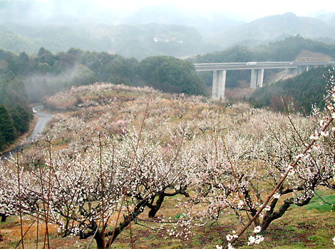 人吉大畑梅園には５０００本の栽培梅がある