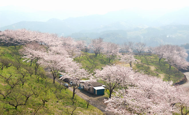 春には桜が咲き花見ができる。人吉大畑梅園は桜の名所でもある