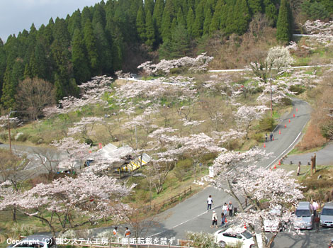高森峠千本桜は 国道２６５号線の旧道九十九曲の入り口近くにある