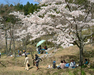 高森峠千本桜の開花時期には多くの花見客でにぎわう