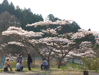 ここの桜は風流な木姿が多い