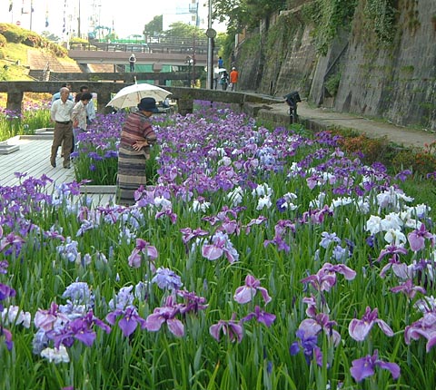 高瀬裏川水際緑地公園は花じょうぶの名所である