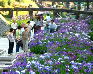 高瀬裏川水際緑地公園の花菖蒲の開花時期には多くの花見客でにぎわう