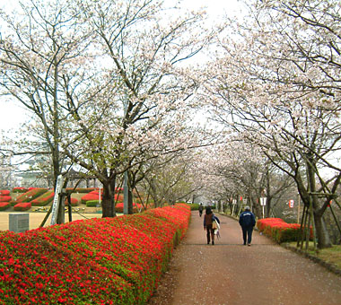 天ケ城公園は桜とつつじの両方が観賞できる