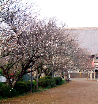 本東寺境内の梅