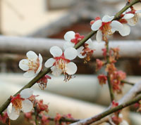 本東寺境内にある慧日梅の花