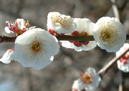 白色八重の月知梅の花