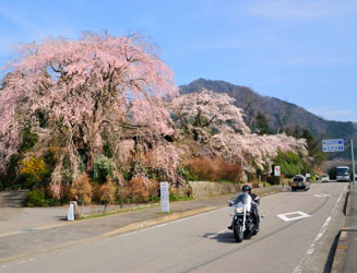 浄専寺の境内は桜がいっぱい