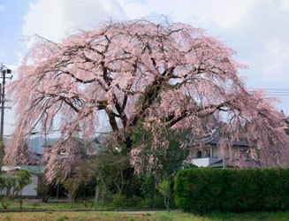 浄専寺近くの民家の庭先にあるしだれ桜（町の天然記念物）