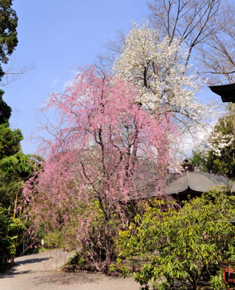 本殿横のシダレ桜とモクレンの花