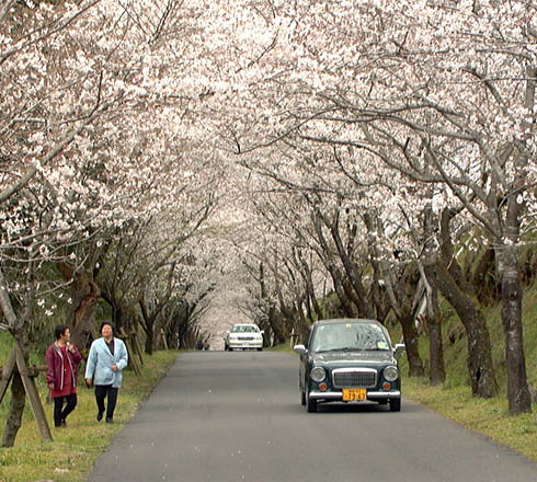母智丘公園の桜開花時期には２キロの参道が桜の花のトンネルとなる