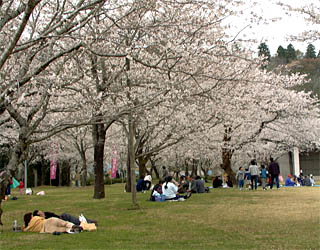 母智丘公園の桜の花見