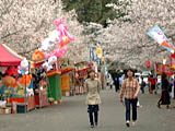 母智丘公園の桜開花時期には露店もでる