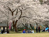 母智丘公園の桜の花見