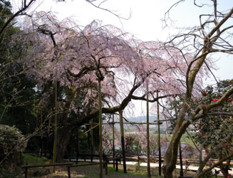 「波佐見のしだれ桜」を裏から見るとこのような感じです