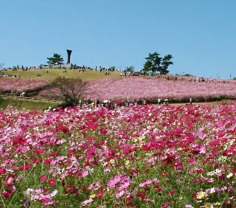白木峰高原は南の斜面に２０万株のコスモスが咲く