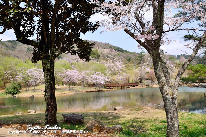 萩尾溜池（はぎおためいけ）の周辺などに桜の木が多く通称「千本桜」と言われている