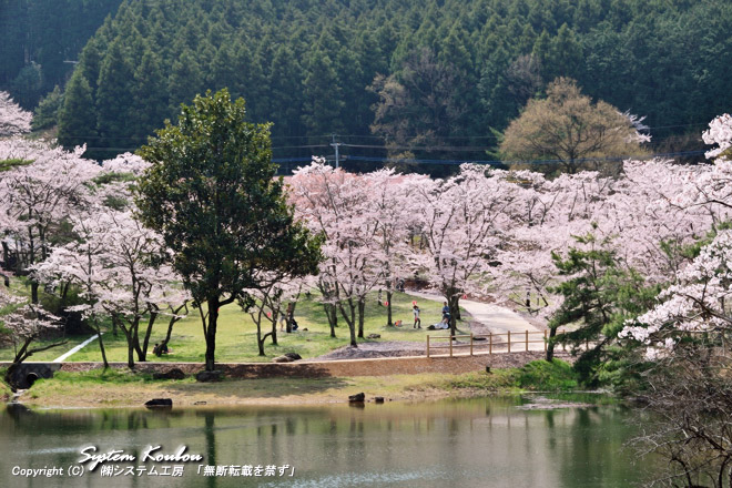 萩尾（はぎお）公園は日田の桜の名所として有名な場所
