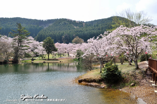 萩尾溜池（はぎおためいけ）を一周する散策路があり、桜を見ながら散策すると、とてもすがすがしい気分になる