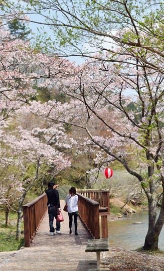 春には約1,100本の吉野桜が咲き誇る