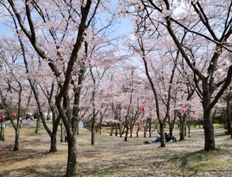 桜の通常の見頃は３月の下旬から４月初旬