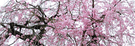 老木だが、まだまだ元気、毎年たくさんの花を咲かせる枝垂れ桜