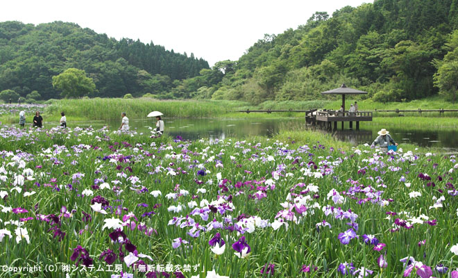 神楽女湖の「花しょうぶ」は例年 ６月中旬に見頃となる