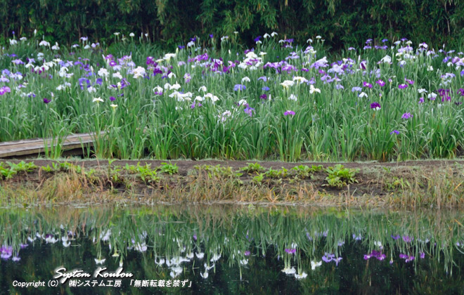 神楽女湖（かぐらめこ）の湖面に写る「花しょうぶ」