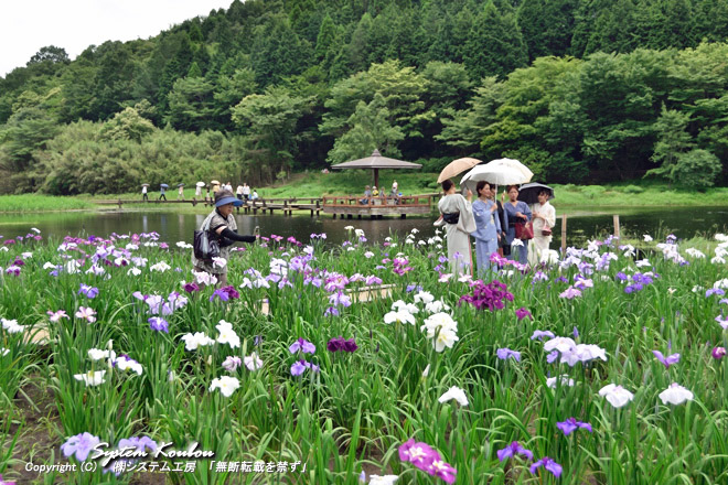 早咲きや遅咲きがあるので神楽女湖の「花しょうぶ」は７月２０日頃まで楽しめる