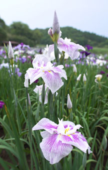 神楽女湖では江戸系、肥後系、伊勢系など約７０種３０万本の花菖蒲が咲く