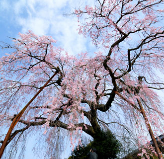 光円寺にあるしだれ桜の淡いピンクの花