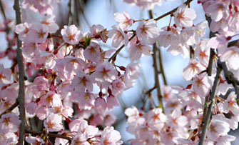 光円寺のしだれ桜の花
