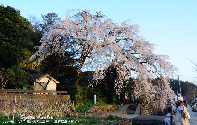 樹齢約２００年と言われている大原の大しだれ桜。市の特別保存樹
