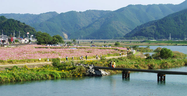 弥生町番匠川河川敷公園のコスモスは清流番匠川の左岸に咲く