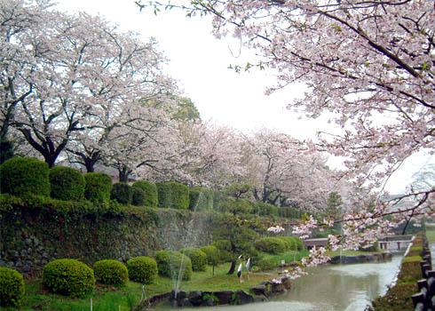 旭ヶ岡公園は県下三大桜名所の一つである