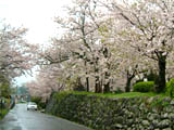 旭ヶ岡公園の満開の桜と石垣