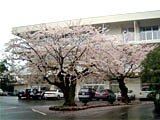 旭ヶ岡公園そばの高校内にある桜の老木