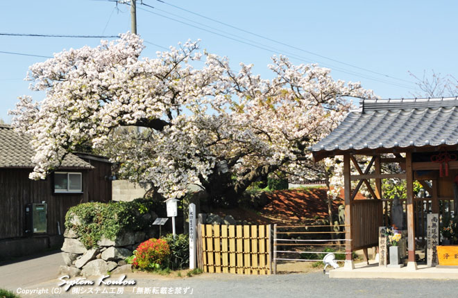 「法光寺の桜」は樹齢４００年を越える八重桜で「太閤お手植え桜」として有名