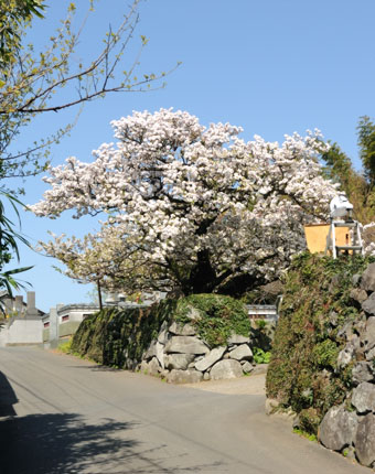 「法光寺の桜」は石垣の上に植えられている八重桜