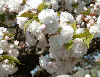 ボリュウムのある法光寺の八重桜
