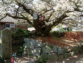 法光寺の八重桜は、この様な場所に植えてある（手前の白っぽい石垣は最近できたようだ）